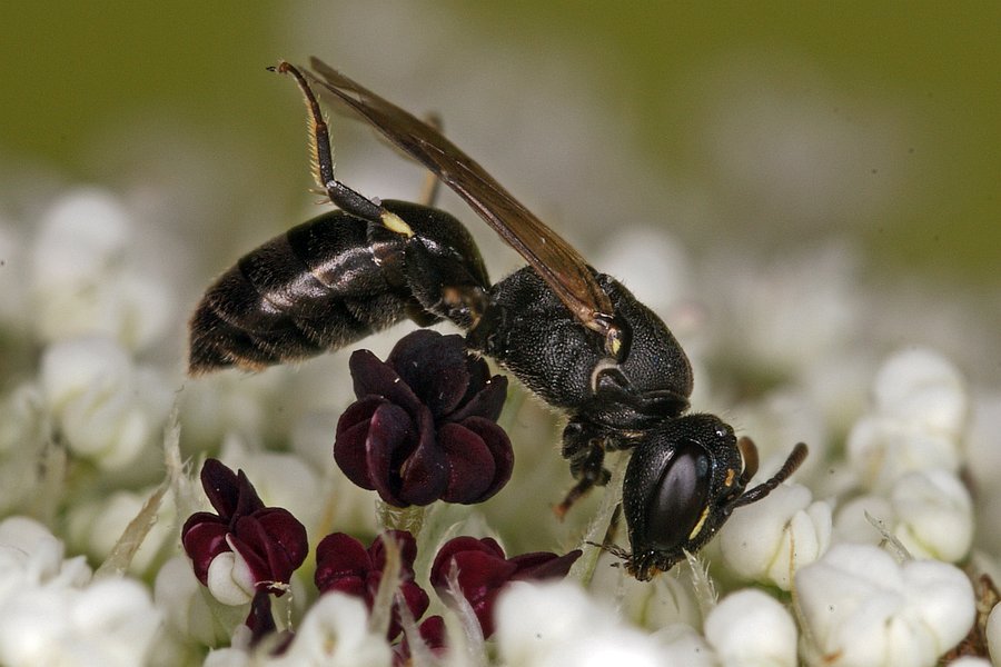 Hylaeus gredleri / Gredlers Maskenbiene / Colletinae - "Seidenbienenartige" / Ordnung: Hautflügler - Hymenoptera