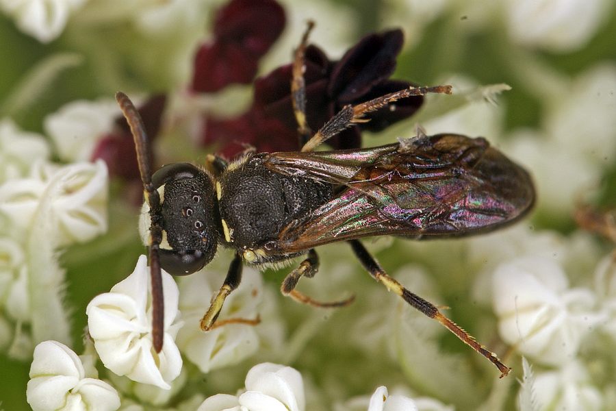 Hylaeus sinuatus / Gebuchtete Maskenbiene / Colletinae - "Seidenbienenartige" / Ordnung: Hautflügler - Hymenoptera