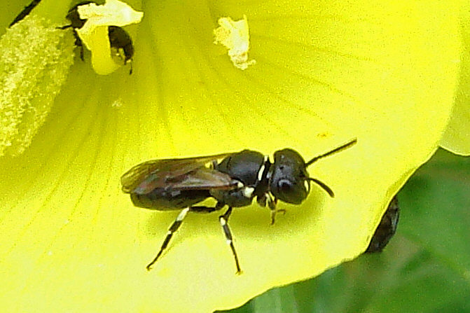 Hylaeus spec. / Unbestimmte Maskenbiene / Colletinae - "Seidenbienenartige" / Ordnung: Hautflügler - Hymenoptera