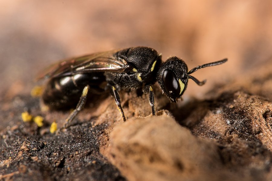 Hylaeus styriacus / Steirische Maskenbiene / Colletidae - "Seidenbienenartige" / Ordnung: Hautflügler - Hymenoptera