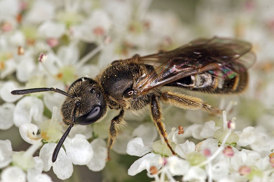 Lasioglossum fulvicorne / Braunfühler-Schmalbiene / Schmal- / Furchenbienen - Halictidae / Ordnung: Hautflügler - Hymenoptera