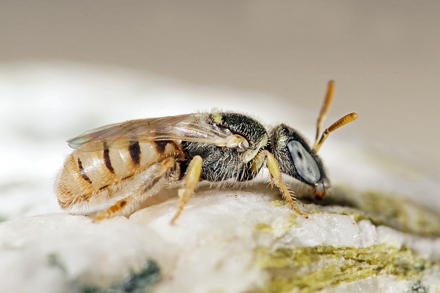 Nomioides minutissimus / Dünen-Steppenbiene / Schmal- / Furchenbienen - Halictidae - Nomioidinae / Ordnung: Hautflügler - Hymenoptera