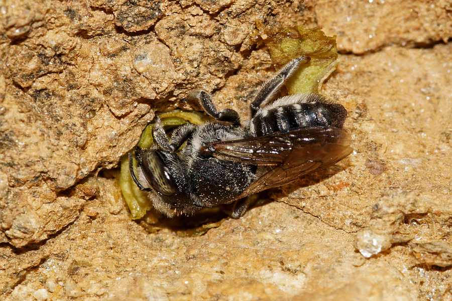 Megachile apicalis / Flockenblumen-Blattschneiderbiene / Megachilidae ("Blattschneiderbienenartige") / Hautflügler - Hymenoptera