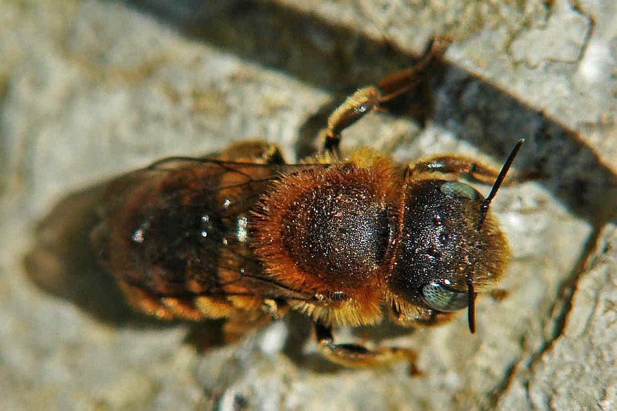 Osmia aurulenta / Goldene Schneckenhaus-Mauerbiene / Megachilinae ("Blattschneiderbienenartige") / Hautflügler - Hymenoptera