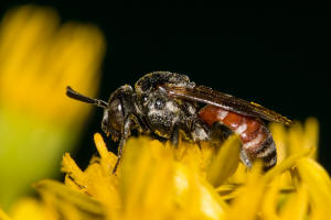 Ammobates punctatus / Große Sandgängerbiene / Echte Bienen - Apidae / Ordnung: Hautflügler - Hymenoptera