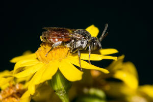 Ammobates punctatus / Große Sandgängerbiene / Echte Bienen - Apidae / Ordnung: Hautflügler - Hymenoptera