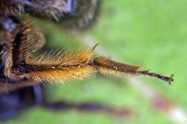 Andrena bicolor / Zweifarbige Sandbiene (Detail Hinterbeine) / Andreninae (Sandbienenartige) / Hautflügler - Hymenoptera