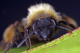 Andrena bicolor / Zweifarbige Sandbiene / Andreninae (Sandbienenartige) / Hautflügler - Hymenoptera