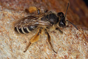 Andrena gravida / Schwere Sandbiene / Andreninae (Sandbienenartige) / Hautflgler - Hymenoptera