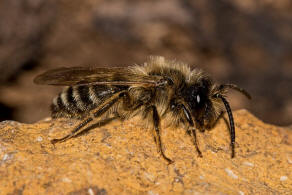 Andrena flavipes / Gewöhnliche Bindensandbiene / Gemeine Erdbiene (Männchen) / Andreninae (Sandbienenartige) / Hautflügler - Hymenoptera
