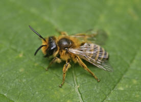 Andrena flavipes / Gewöhnliche Bindensandbiene / Gemeine Erdbiene (Männchen)