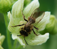 Andrena florea / Zaunrüben-Sandbiene