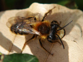 Andrena fulva / Fuchsrote Lockensandbiene (Männchen)