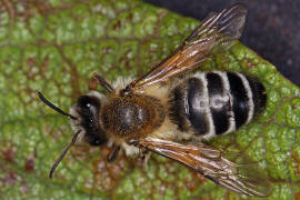 Andrena gravida / "Schwere Sandbiene" / Andreninae (Sandbienenartige) / Hautflgler - Hymenoptera