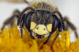 Andrena labialis / Rotklee-Sandbiene / Bienen - Apidae / Andreninae (Sandbienenartige) / Hautflügler - Hymenoptera