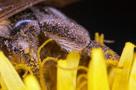 Andrena nitida / Glnzende Dstersandbiene / Flaum-Erdbiene / Bienen - Apidae / Andreninae (Sandbienenartige) / Hautflgler - Hymenoptera
