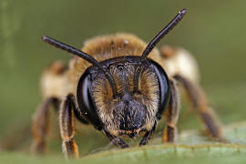 Andrena ovatula s.l. / Ovale Kleesandbiene / Andreninae (Sandbienenartige) / Hautflügler - Hymenoptera