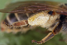 Andrena ovatula s.l. / Ovale Kleesandbiene / Andreninae (Sandbienenartige) / Hautflügler - Hymenoptera