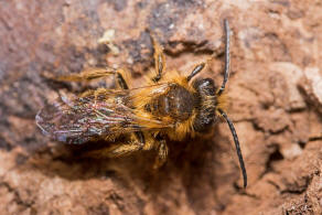 Andrena (Euandrena) rufula / Fahlrote Sandbiene / Andrenidae (Sandbienenartige) / Hautflügler - Hymenoptera