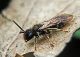 Andrena spec. / Sand-, Erdbienen / Andreninae (Sandbienenartige)