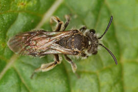 Andrena strohmella / Ohne deutschen Namen / Bienen - Apidae / Andreninae (Sandbienenartige) / Hautflügler - Hymenoptera