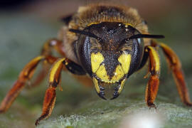 Anthidium manicatum / Garten-Wollbiene / "Blattschneiderbienenartige" - Megachilidae / Ordnung: Hautflgler - Hymenoptera