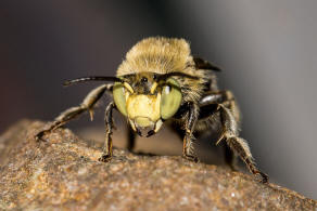 Anthophora bimaculata / Dünen-Pelzbiene / Apidae - Echte Bienen / Ordnung: Hautflügler - Hymenoptera