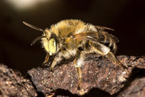 Anthophora bimaculata / Dünen-Pelzbiene / Apidae - Echte Bienen / Ordnung: Hautflügler - Hymenoptera