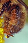 Anthophora furcata / Ziest-Pelzbiene / Apinae (Echte Bienen) / Ordnung: Hautflgler - Hymenoptera