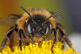 Anthophora furcata / Wald-Pelzbiene / Ziest-Pelzbiene / Apinae (Echte Bienen) / Ordnung: Hautflgler - Hymenoptera