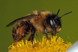Anthophora furcata / Wald-Pelzbiene / Ziest-Pelzbiene / Apinae (Echte Bienen) / Ordnung: Hautflgler - Hymenoptera
