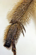 Anthophora plumipes / Frhlings-Pelzbiene (Sporne der Hintertibien dunkel) / Apinae (Echte Bienen) / Mnnchen