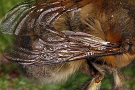 Anthophora plumipes / Gemeine Pelzbiene (Flgeladerung) / Apinae (Echte Bienen) / Mnnchen