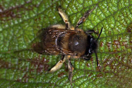 Anthophora plumipes / Frhlings-Pelzbiene / Apinae (Echte Bienen) / Mnnchen