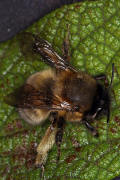 Anthophora plumipes / Frhlings-Pelzbiene / Apinae (Echte Bienen) / Mnnchen