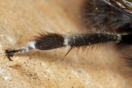 Anthophora plumipes / Gemeine Pelzbiene (Hinterbein des Mnnchens) / Apinae (Echte Bienen) / Ordnung: Hautflgler - Hymenoptera