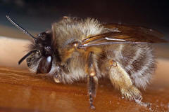 Anthophora plumipes / Gemeine Pelzbiene / Apinae (Echte Bienen) / Mnnchen