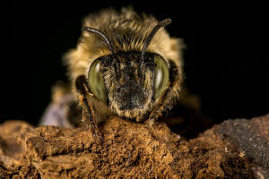 Anthophora quadrimaculata / Vierfleck-Pelzbiene / Apidae (Echte Bienen) / Ordnung: Hautflügler - Hymenoptera