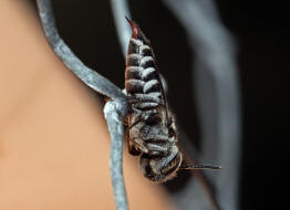 Coelioxys echinata (syn. Coelioxys rufocaudata) / Stacheltragende Kegelbiene / Megachilidae / Ordnung:  Hautflügler - Hymenoptera