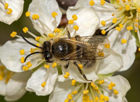 Colletes cunicularius / Frühlings-Seidenbiene / Colletinae - "Seidenbienenartige" / Ordnung: Hautflügler - Hymenoptera