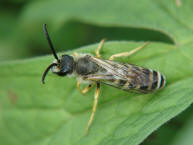 Halictus scabiosae / Gelbbinden-Furchenbiene / Schmal- / Furchenbienen - Halictidae / Ordnung: Hautflügler - Hymenoptera
