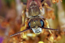 Halictus (Seladonia) subauratus / Dichtpunktierte Goldfurchenbiene / Schmal- / Furchenbienen - Halictidae / Ordnung: Hautflgler - Hymenoptera