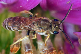 Halictus (Seladonia) subauratus / Dichtpunktierte Goldfurchenbiene / Schmal- / Furchenbienen - Halictidae / Ordnung: Hautflgler - Hymenoptera