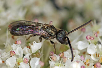 Lasioglossum morio / Dunkelgrne Gold-Schmalbiene / Schmal- / Furchenbienen - Halictidae / Ordnung: Hautflgler - Hymenoptera
