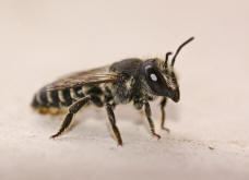 Megachile rotundata / Luzerne-Blattschneiderbiene / Megachilinae ("Blattschneiderbienenartige")