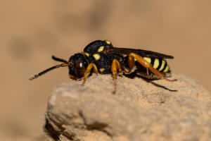 Nomada flavopicta / Greiskraut-Wespenbiene / Apidae (Echte Bienen) / Ordnung: Hautflügler - Hymenoptera
