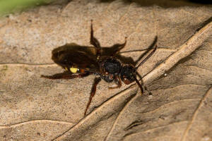 Nomada leucophthalma / Frühe Wespenbiene / Apidae (Echte Bienen) / Ordnung: Hautflügler - Hymenoptera
