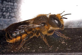 Osmia aurulenta / Goldene Schneckenhaus-Mauerbiene / Megachilinae ("Blattschneiderbienenartige") / Hautflügler - Hymenoptera