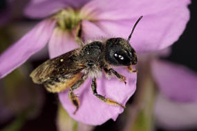 Osmia brevicornis / Schöterich-Mauerbiene / Megachilinae ("Blattschneiderbienenartige") / Hautflügler - Hymenoptera