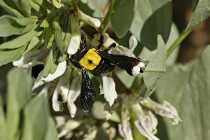 Xylocopa pubescens Spinola 1838 / Apidae - Echte Bienen / Hautflügler - Hymenoptera